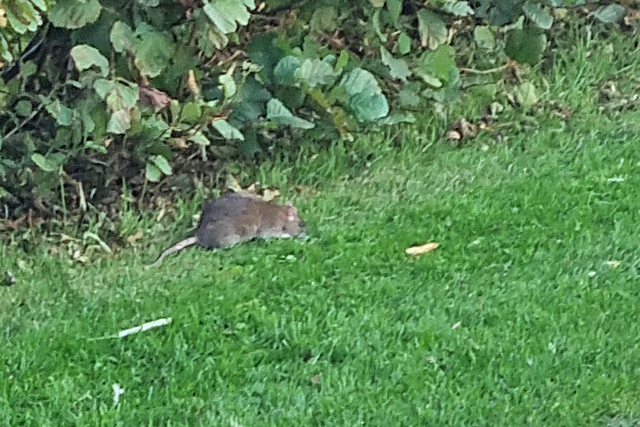 Bruine Rat